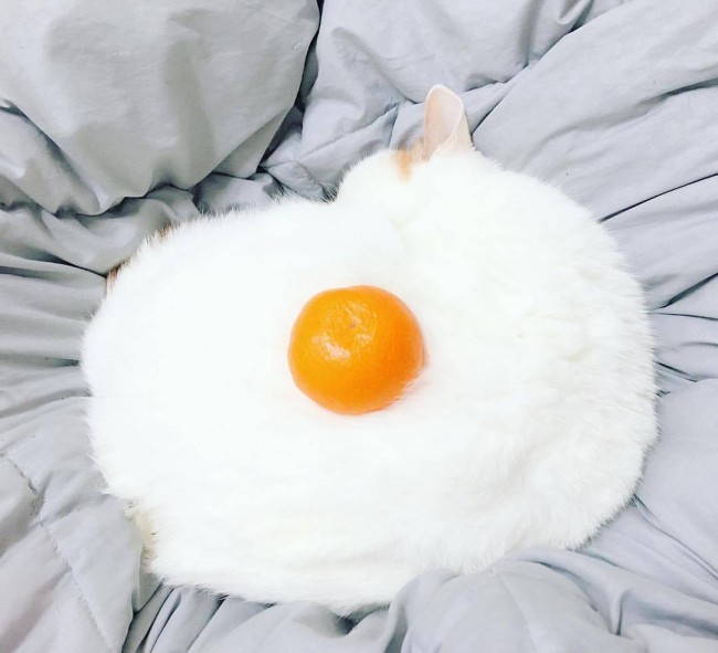 Mačka ili jaje