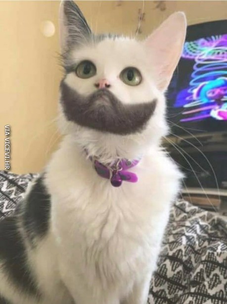 Ova mačka ima bolju bradu od većine muškaraca