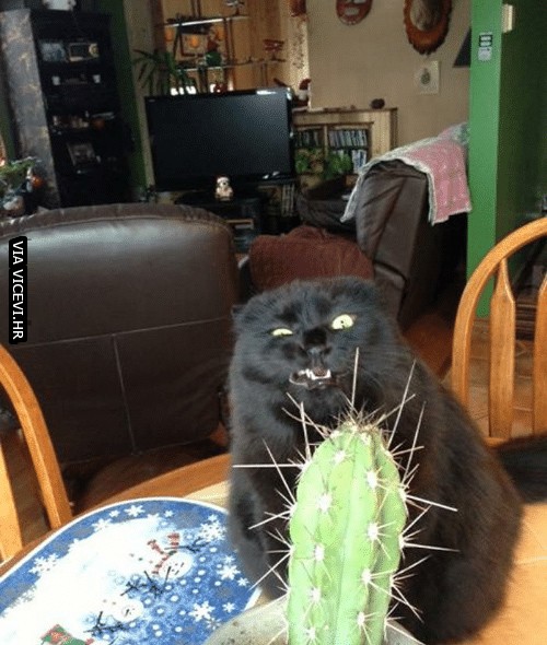 Kaktus! Jedina biljka s kojom mačke ne žele imati posla.