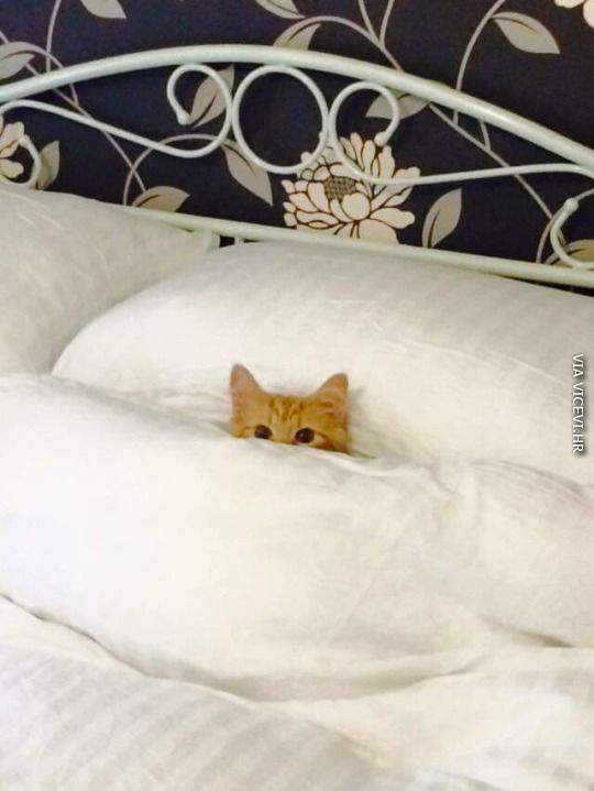Danas ne izlazim iz kreveta!