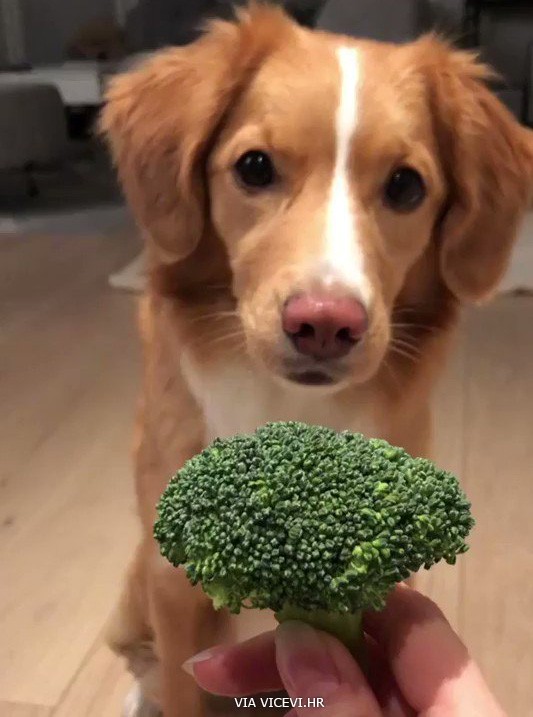 Zar opet brokula?