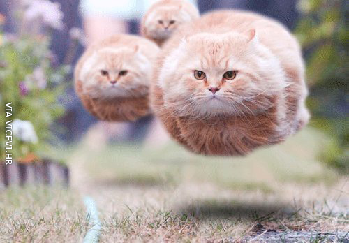 Leteće mačke