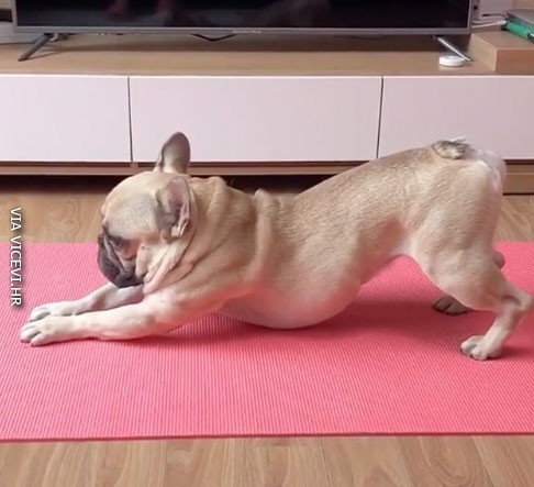 Slatki yoga guru