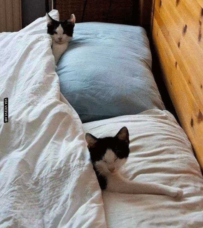 Žao mi je, krevet je pun!