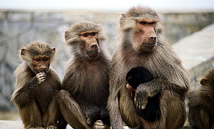 Majmuni zadovoljni godi?njim domjenkom