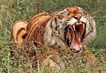 Prebila bengalskog tigra da spasi supruga