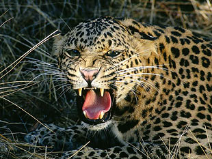 U ambasadu uselio leopard
