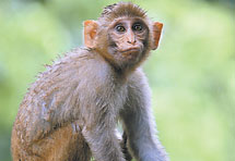 300 zlih majmuna bit će protjerano iz New Delhija