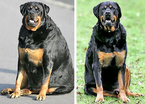 Rottweiler smršavio 40 kilograma
