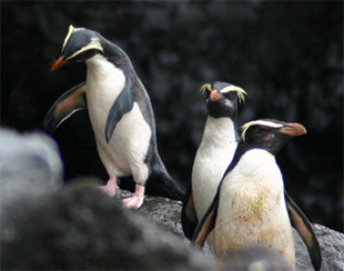 Pingvinov brodolom života