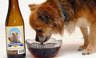 Nizozemka izumila pivo za pse