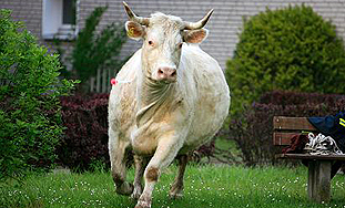 Krava izazvala kaos u Hannoveru