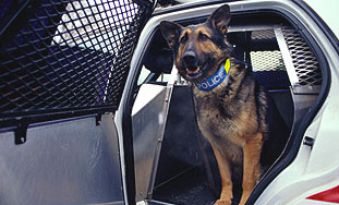 Policijski psi u Australiji dobivaju 'pancirke'