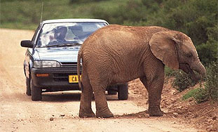 Indijski slon pljačka vozače