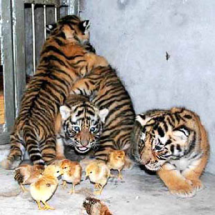 Pilići zastrašili tigrove