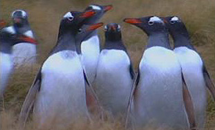 Pingvini okupiraju Falklandsko otočje