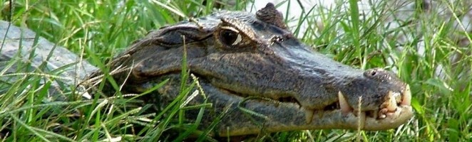 U Rusiji krokodil 