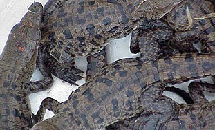 Saudijac u putnoj torbi nosio krokodile, zmije i kameleone