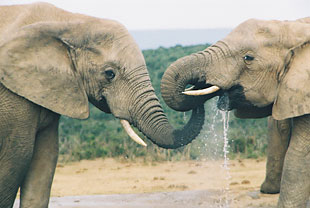 Zaljubljeni slon oteo slonicu