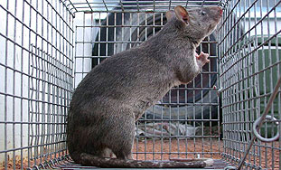 Nakon uspjeha 'Ratatouillea' štakori postali 'in' kućni ljubimci