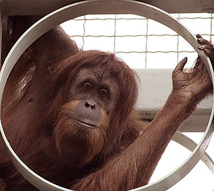 Orangutan lud za plavušama