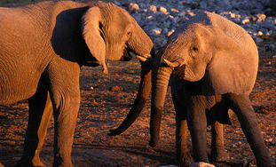 Slonovi se napili, podivljali i uginuli od strujnog udara