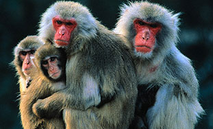 Pomahnitali majmuni ozlijedili nekoliko ljudi u New Delhiju