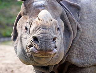 Spas za nosoroge u izmetu