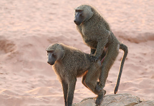 Majmuni plaćaju seks