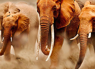 Slonovi protiv glasača