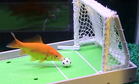 Ribica igra nogomet, košarku i pleše limbo