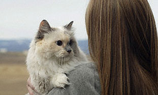 Mačak prešao 70 kilometara u Sibiru kako bi našao gazdu